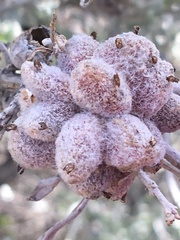 Rhopalomyia nucula