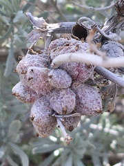 Rhopalomyia nucula