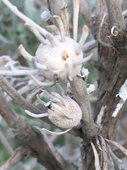 Rhopalomyia obovata