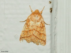Pyreferra hesperidago