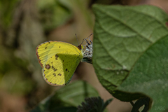 Pyrisitia lisa centralis