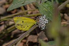 Pyrisitia lisa centralis