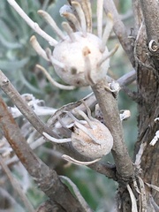 Rhopalomyia obovata
