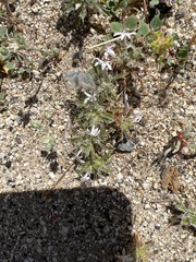 Loeseliastrum schottii