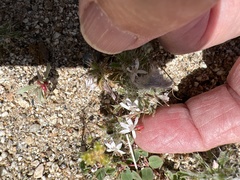 Loeseliastrum schottii