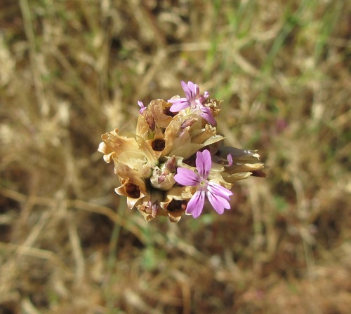 Petrorhagia dubia