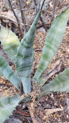 Agave asperrima