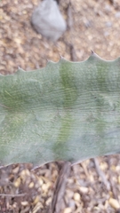 Agave asperrima