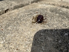 Listrochelus scoparius