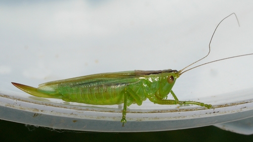 Gladiator Meadow Katydid photo 3