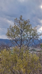 Fraxinus greggii