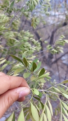 Fraxinus greggii