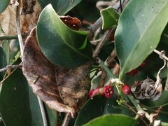Crossopetalum
