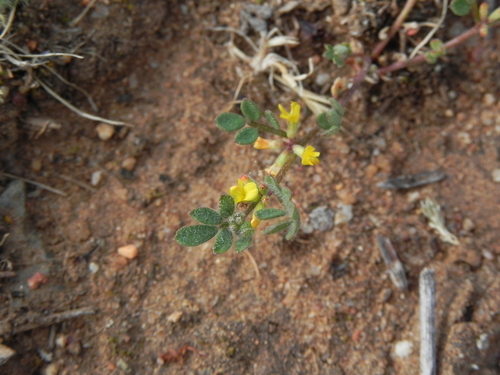Image of Acmispon micranthus by (c) James C. Davis, some rights reserved (CC BY-SA)