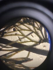 Ceratophyllaceae