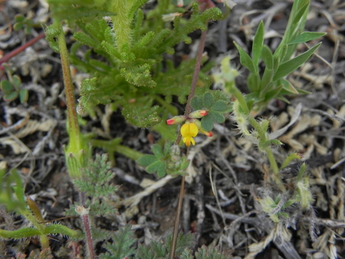 Image of Acmispon micranthus by (c) James C. Davis, some rights reserved (CC BY-SA)