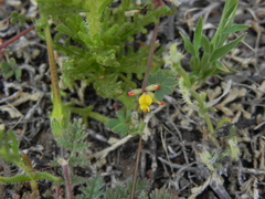 Acmispon micranthus