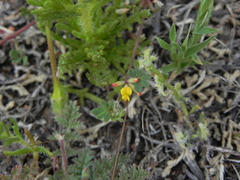 Acmispon micranthus