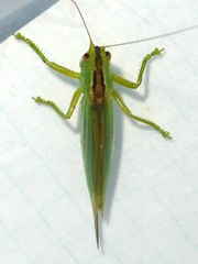 Orchelimum gladiator