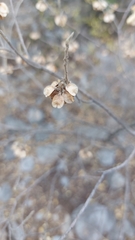 Neopringlea integrifolia