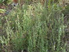 Symphyotrichum walteri