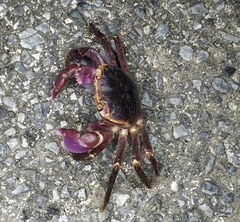 Geograpsus