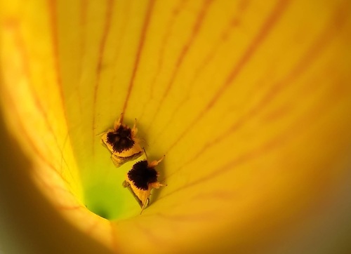 Pitcher Plant Mining Moth photo 5