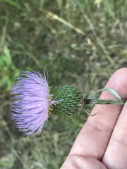 Cirsium engelmannii