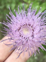 Cirsium engelmannii