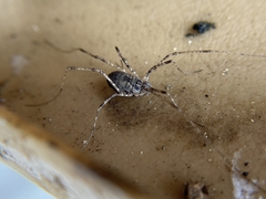 Protolophus singularis