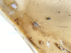 Protolophus singularis