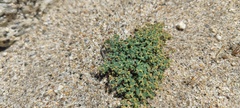 Euphorbia polycarpa