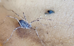 Protolophus singularis