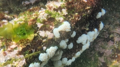 Polycitoridae