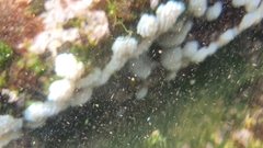 Polycitoridae