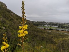 Bulbine cepacea