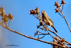 Passerina versicolor