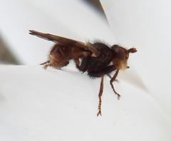 Myopa vicaria