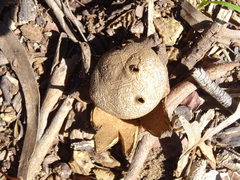 Myriostoma australianum