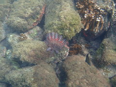 Acanthaster planci