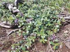 Ceanothus prostratus