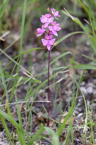 Image of Calopogon multiflorus by (c) Lauren McLaurin, some rights reserved (CC BY)