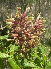 Aesculus × mutabilis