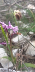 Orchis olbiensis