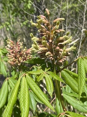 Aesculus × mutabilis