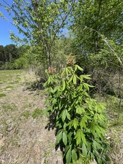 Aesculus × mutabilis