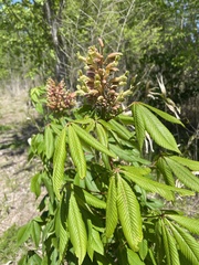 Aesculus × mutabilis