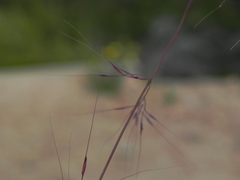 Muhlenbergia microsperma