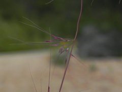 Muhlenbergia microsperma