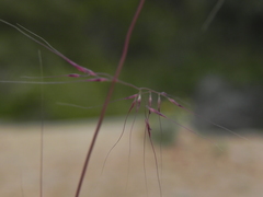 Muhlenbergia microsperma